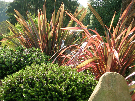 Phormium: se llevan las rayas